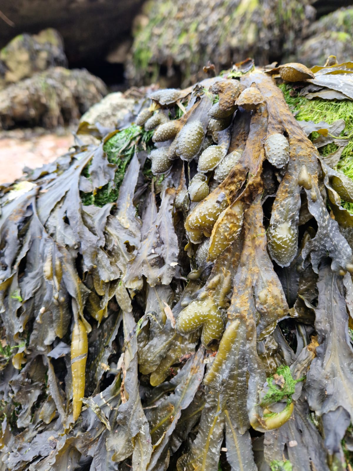big seaweed search